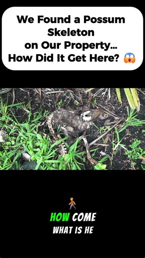 We Found a Possum Skeleton on Our Property… How Did It Get Here? 😱