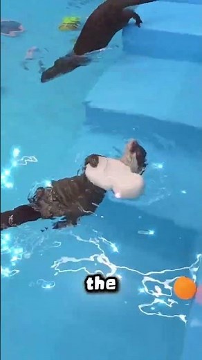 Why people want otters to be their pet?