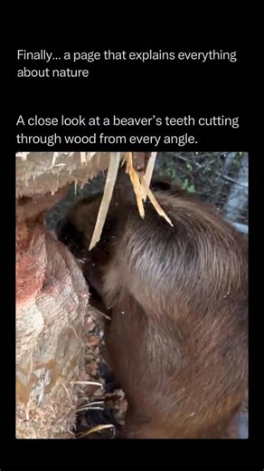 Nature Animals Plants Geography on Instagram: "Follow @explainingthewild for the best nature, animal, planet, and geography content 🧠⚙️ A beaver’s teeth are a marvel of biological engineering, specifically designed to act as high-performance self-sharpening chisels. The most striking feature is the bright orange color of the front enamel, which is caused by a high concentration of iron. This iron-rich layer is incredibly hard and decay-resistant, while the white dentin behind it is much softer.