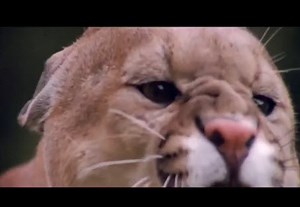 Animal Clip Of The Week: Bear Vs Lion! (Lion Chasing A Baby Bear.. With A Surprising Ending)
