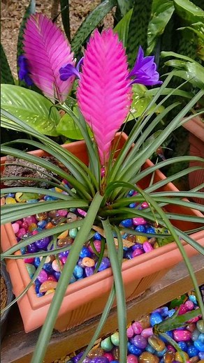 Tillandsia cyanea una planta tropical de fácil cuidado