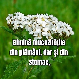 O cură de 2 săptămâni cu COADA – ŞORICELULUI curăţă sângele şi ficatul de TOXINE | Refugiul Inimii