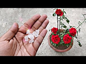 गुलाब के पौधे से ज़्यादा फ़ूल पाने का सीक्रेट जो कोई आपको नही बताएगा