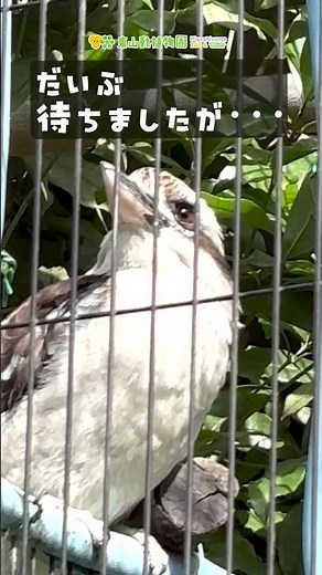 【東山動植物園公式】ワライカワセミの無言《 ワライカワセミ カワセミ 》 #short