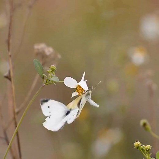 12 reactions |  Eh, the cabbage white butterfly is an invasive...