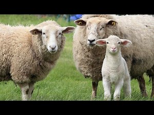 Baby Sheep Playtime - Sheeps Videos - Sheeps Sounds