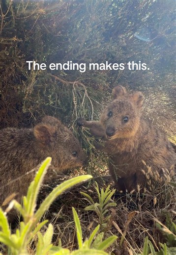 How many quokkas can you spot? #lauratheexplorertours #rottnestisland #daytrip #tourguide #quokka @Welcome to Perth @Hello Perth @Western Australia @RFF⛴️