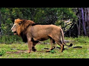 Gomondwane male lions! Strong, Healthy, Massive Male Lion! Kruger National Park! #lion #lions