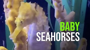 434K views · 1.1K reactions | You are watching the birth of hundreds of new baby seahorses at the Mote Marine Laboratory & Aquarium in Sarasota, FL. The male (pictured here) that gave birth to these babies has been giving birth every 14-16 days since October. So, this was his 5th batch of babies! : : Aquarium Biologist Amy Copyright: Mote Marine Lab & Aquarium | ZooBorns | Facebook