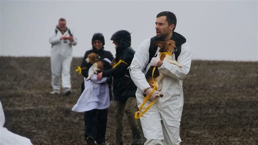 Animal rights activists storm Wisconsin beagle farm and take 23 dogs