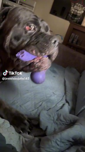 8K views · 165 reactions | Cane corso attack…we ain’t fighting…ok we are fighting! - Tiktok @ jewelsbyjulie143 #canecorso | Cane Corso Fans | Facebook