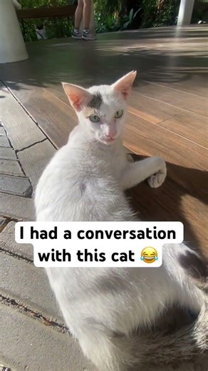 Cat actually responds to my meows 😱