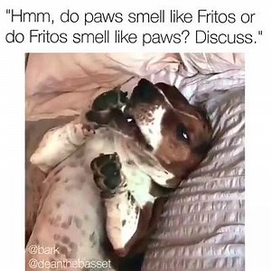 1.1K views · 36 reactions | Paws are a hidden summer health issue!...