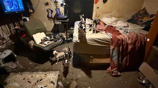 Humane Society of Tulsa rescues 21 dogs from horrific conditions in Coyle residence