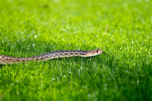 Have Snakes In Your Yard? Follow These Tips & Tricks To Keep Them Out For Good