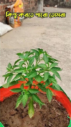 How to care chilli plant | #chilli #chilliplants #plantinfo