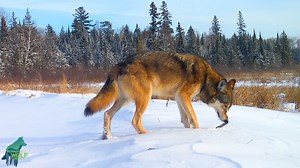 88K views · 4.4K reactions | A great look at the breeding female of...