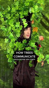 #ad How trees communicate, in partnership with BBC’s The Green Planet. Find out where to watch The Green Planet via the link in my Linktree.