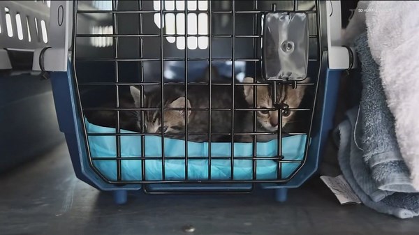 274 animals brought to the San Diego Humane Society in one day