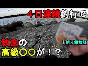 [Somewhere in Kanagawa Prefecture] After four consecutive days of fishing, I caught a high-qualit...