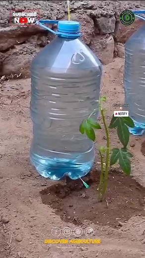 223K views · 10K reactions | Transform your gardening game with this...