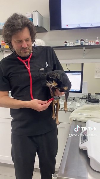 The Dangers of Veterinary Medicine