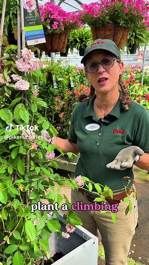 How to Plant a Climbing Rose in a Pot | Cecile Brunner