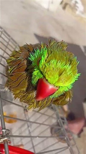 parrot talking parrot 🐦🦜 talking about 😁😂 parrot sound talking parrot sound