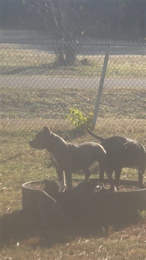 Classic Female Bully Structure! #americanbully | Hard Cut Bully Kennels