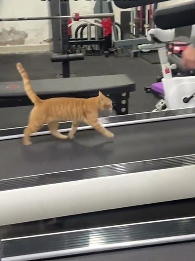 Cat cleverly operates treadmill and walks on it in Shanghai, China