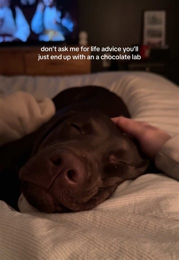 Best Advice for New Puppy Owners: Get a Chocolate Lab