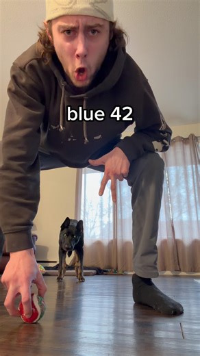 Blue 42 #football #dog #comedy #fyp