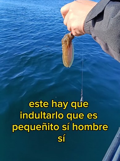 🎣 ¡ARRANCA LA TEMPORADA DEL CHOCO EN LA RÍA! 🦑⚓ En este vídeo Miguel saca un choco pequeño con la “Borrachita” y nos pregunta si vale. Aunque da la medida, decidimos soltarlo de vuelta al agua para que siga creciendo. 🌊🦑 A veces no se trata solo de si cumple la talla mínima, sino de pensar un poco más allá y cuidar la ría para el futuro. Pequeñas decisiones que ayudan a que esta pesca siga dando alegrías durante muchos años. ⚓ 🚤 En Os Catro Ventos organizamos salidas de pesca en la Ría de V