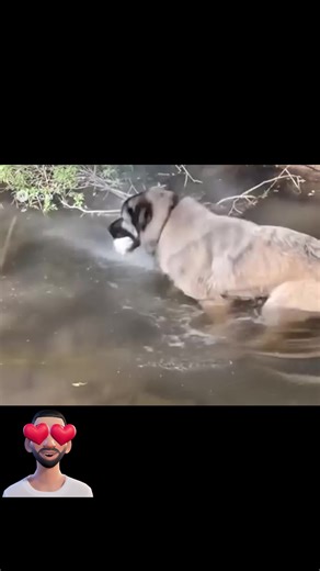 8.8K views · 34 reactions | #Fish #catching #by #dog #in #water | Friendly program | Facebook