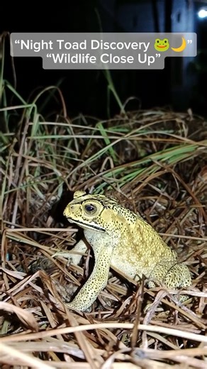 Tiny Toad Goes Exploring at Night 🌙🐸 | #Shorts
