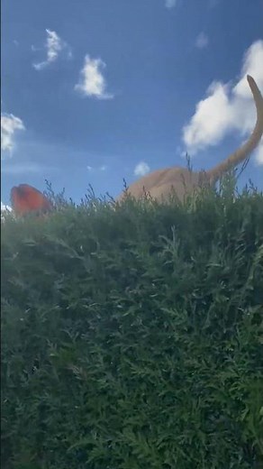 Dog Makes Insane Jump Over Hedge