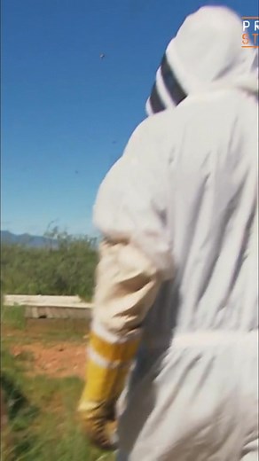 Watch as a beekeeper gets ready to manage their bees. See the calming effect of smoke, what it's like to work inside a hive, and yes, even what a bee sting feels like. It's all part of the job! #Beekeeping #Bees #Honeybees #BeeSting #BackyardBees | Prison Stories