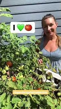 Growing tomatoes in containers