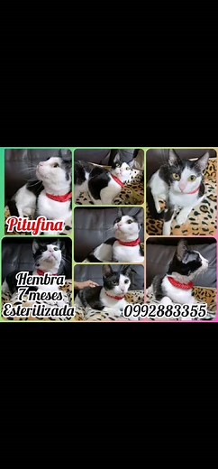 20 reactions | Casos externo Más información al 0992883355 PANDORA: HERMOSA GATITA ROMANA Entre 7-8 meses de edad PITUFINA, TAMAÑO PEQUEÑO, 7 meses de edad AMBAS buscan un hogar amoroso, responsable y para siempre. ESTERILIZADAS Desparasitadas Comen croquetas Usan arenero Soy muy sociables No tienen pulguitas Las dan con kit de bienvenida | Adopción Animal Guayaquil - AG | Facebook