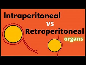 Intraperitoneal VS Retroperitoneal organs