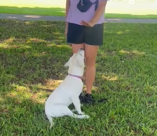 Join us for fun, interactive, and rewarding training sessions with our adorable pups! Watch them learn new skills, build confidence on their way to complex and fulfilling careers! [Video description: A yellow Labrador Puppy and their Puppy Raiser practice the command “stay” in the park. Puppy Development Advisor Sabrina practices “heel” at a Puppy Raiser training session. A Puppy Raiser and their yellow Labrador walk across three cavaletti’s on the ground. A group of Puppy Raisers walk together,