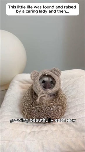 Raising a newborn hedgehog