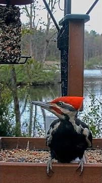 Pileated Woodpecker Visits The Cornell FeederWatch Cam