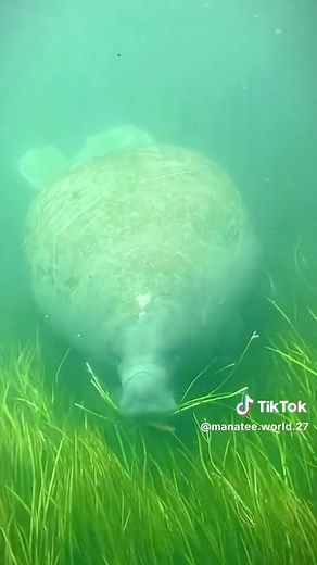 manatee World on TikTok