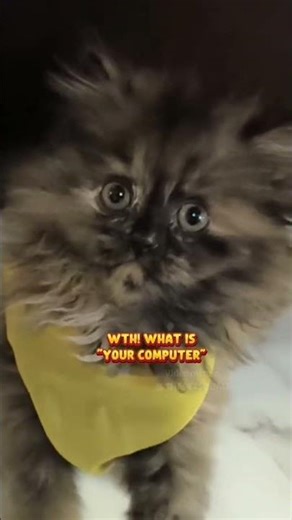 Double Click "My Computer" to your computer 😁😁 #catlife #funnyvideo #cat #ytshorts #fypシ