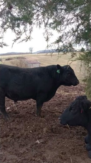 Big Angus Bulls #cow #farming #bull #animals