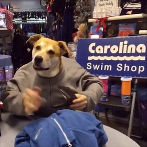 50K views · 264 reactions | A dog's life. (Y) LIKE Madu for more. | Madu | Facebook