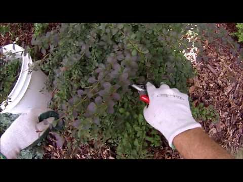 Natural look pruning Rosy Glow Barberry
