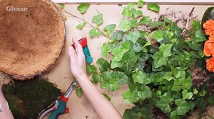 26K views · 82 reactions | Wondering which flowers to plant in your hanging basket? Try the “thrill, fill and spill” method from Emily Murphy with Pass the Pistil. | Gilmour Garden & Watering | Facebook