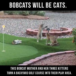 At roughly twice the size of your average house cat, bobcats are fierce hunters that can kill prey larger than themselves. They are also, in terms of cuteness, pretty ridiculously purrfect. But since they are nocturnal, few people ever get a chance to see them in person. Fortunately, we’ve got footage a mother bobcat and her three adorably wild kittens lounging, playing and training for the hunt, after they took over a residential golf green outside of Phoenix, Ariz. | Center for Biological Dive